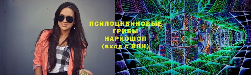 Псилоцибиновые грибы Psilocybe  Белореченск 